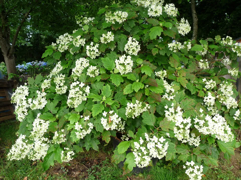 Les Hortensias du Haut Bois Snow Flake hortensia quercifolia blanc