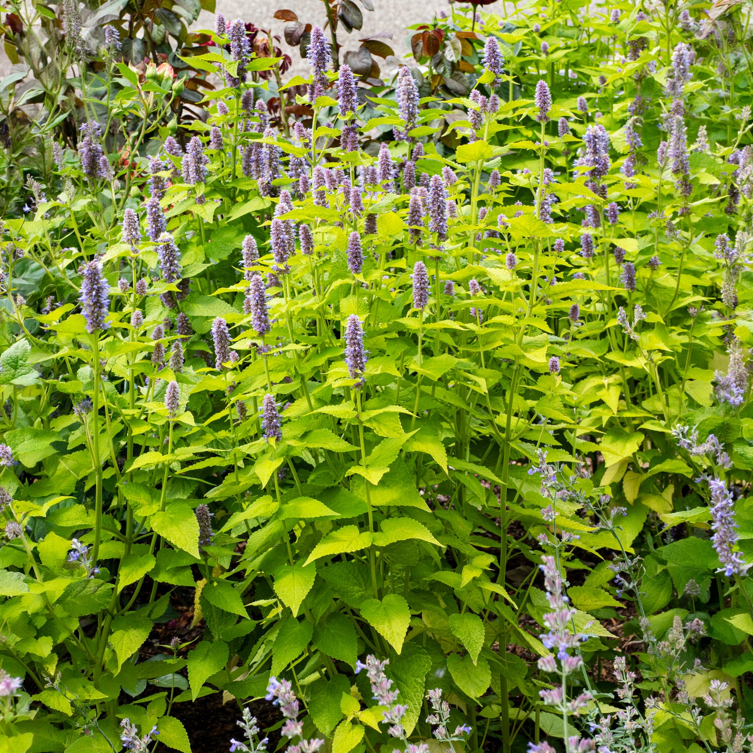Bakker Plantes vivaces Agastache Golden Jubilee plante pot 8cm
