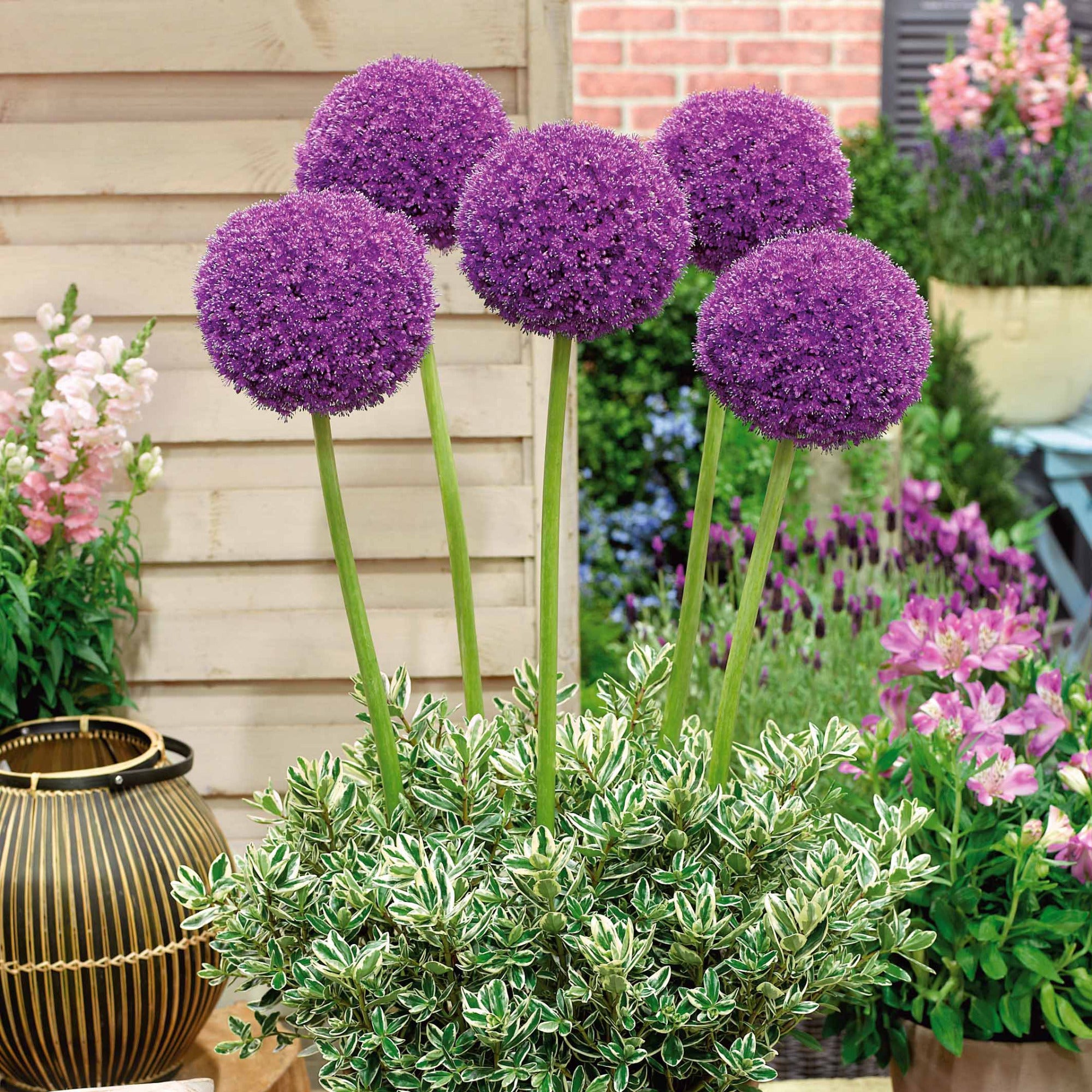 Bakker Globemaster ail ornement sachet 3 bulbes violet
