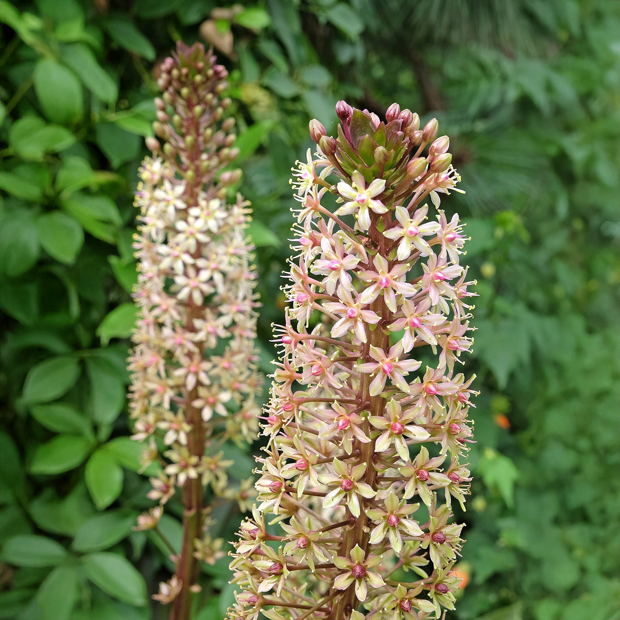 Bakker Eucomis Sparkling Burgundy bulbe 1 feuillage pourpre