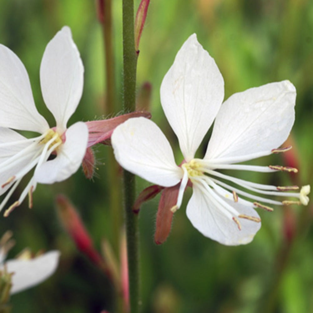 Bakker Gaura Snowstorm vivace pot Ø9cm fleurs blanches