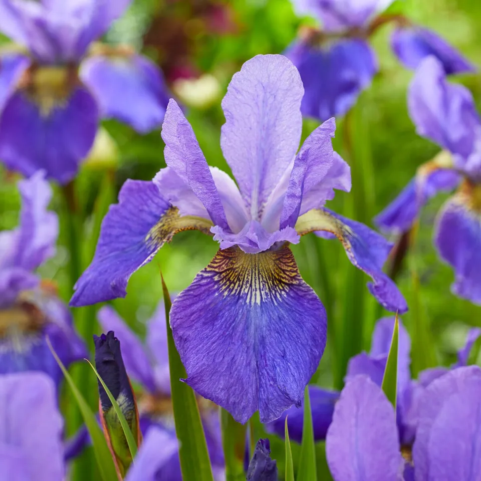 Bakker Happy Returns Iris de Sibérie pot 8cm violet