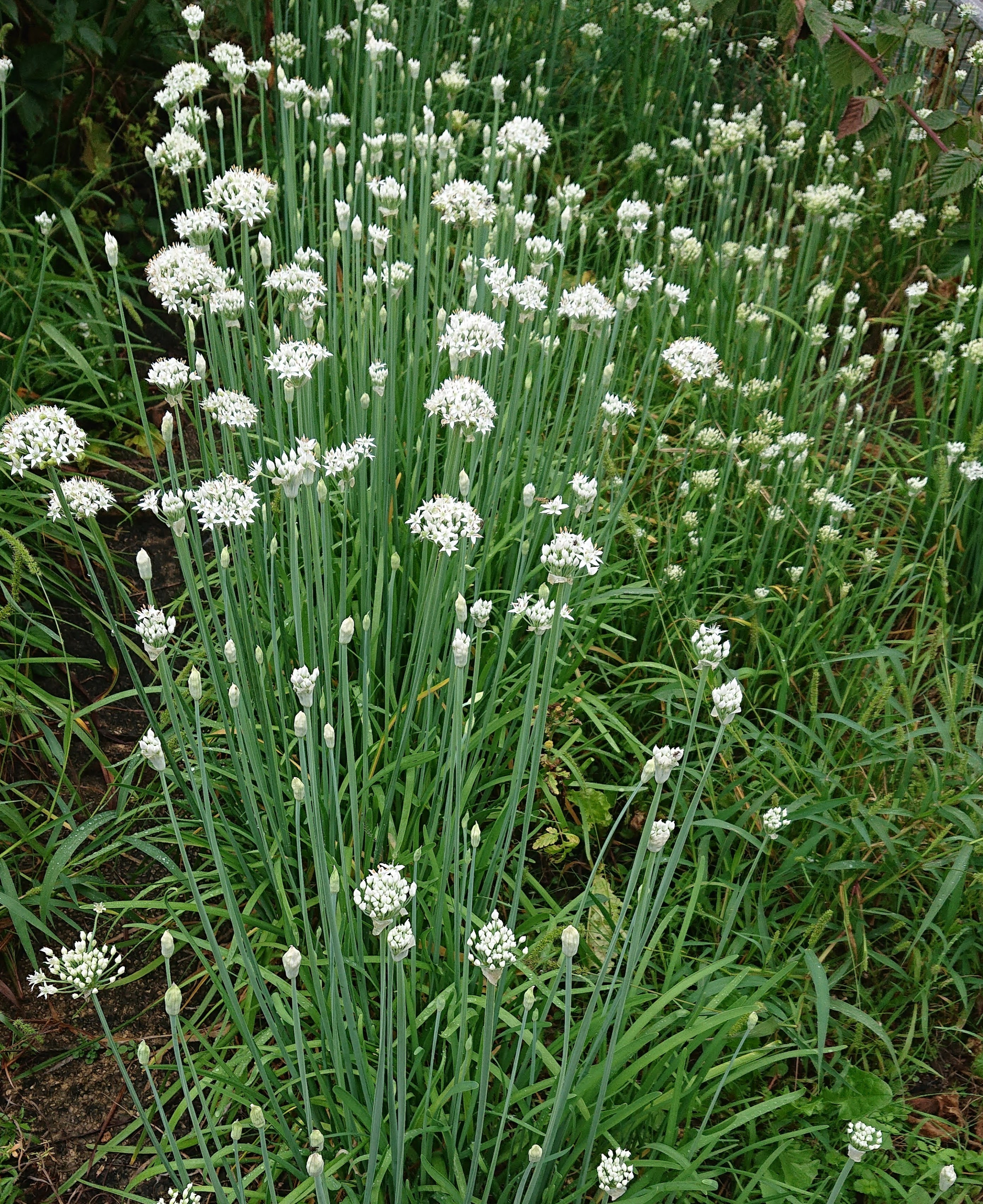 Passion Vivaces ALLIUM tuberosum ciboulette chinoise blanche