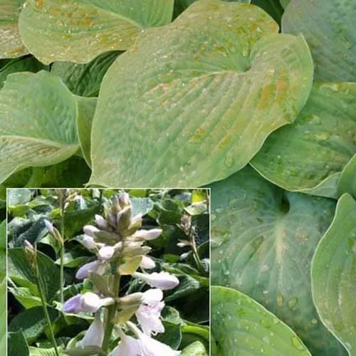 Bakker Hosta Bressingham Blue vivace pot Ø9cm feuillage bleu