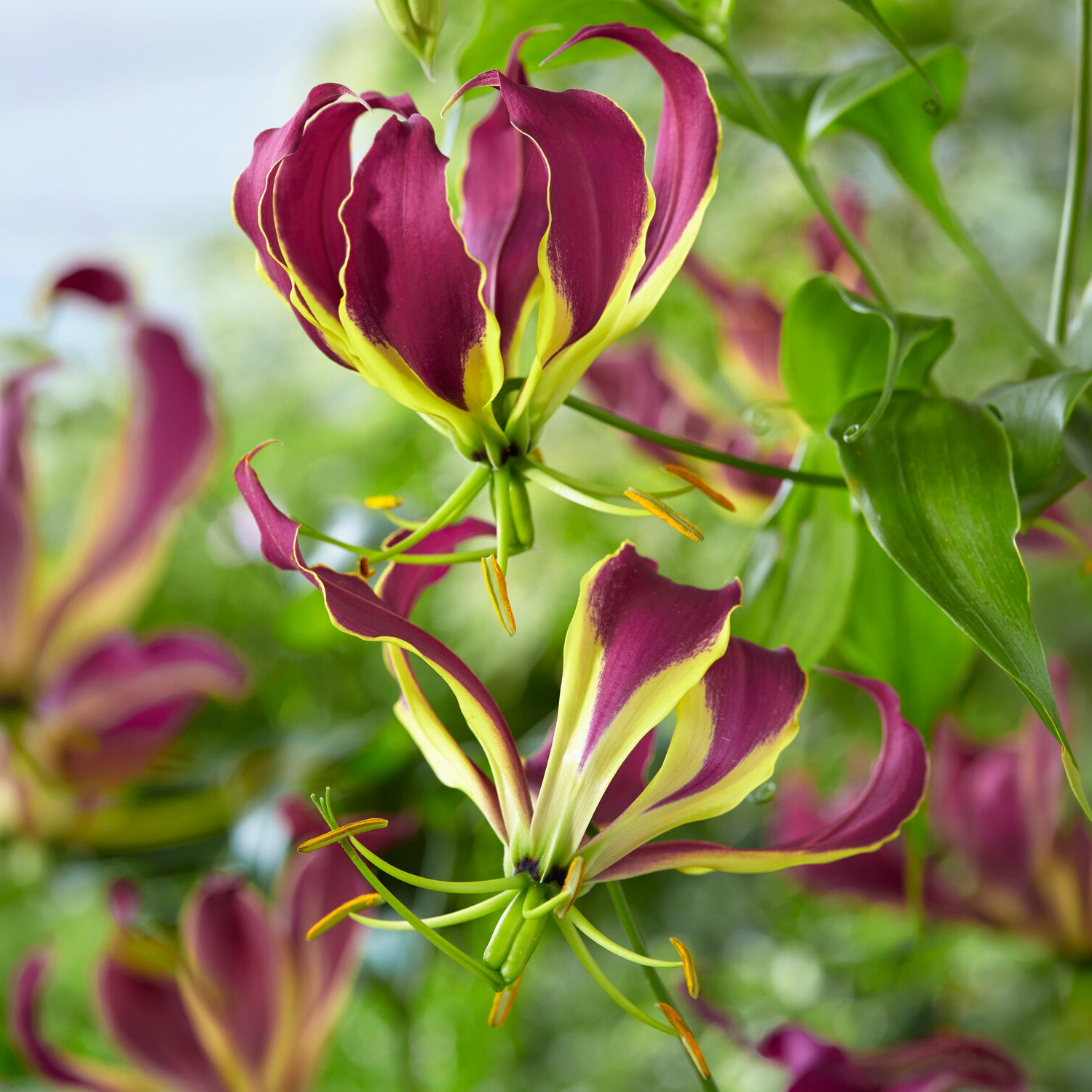 Bakker Gloriosa Carsonii Lis de Malabar bulbe sachet 1 rouge