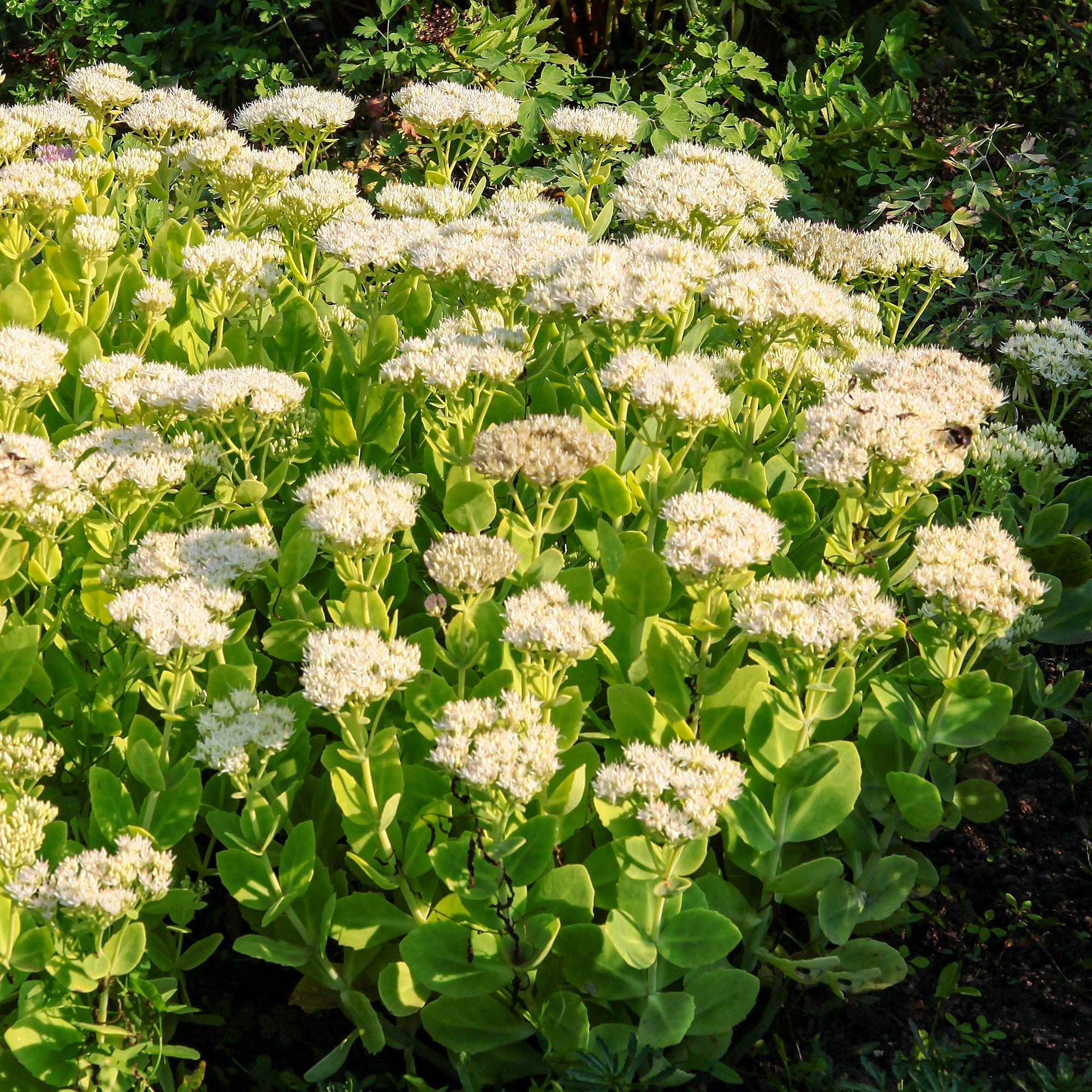 Bakker Sedum Stardust orpin blanc pot 9cm soleil