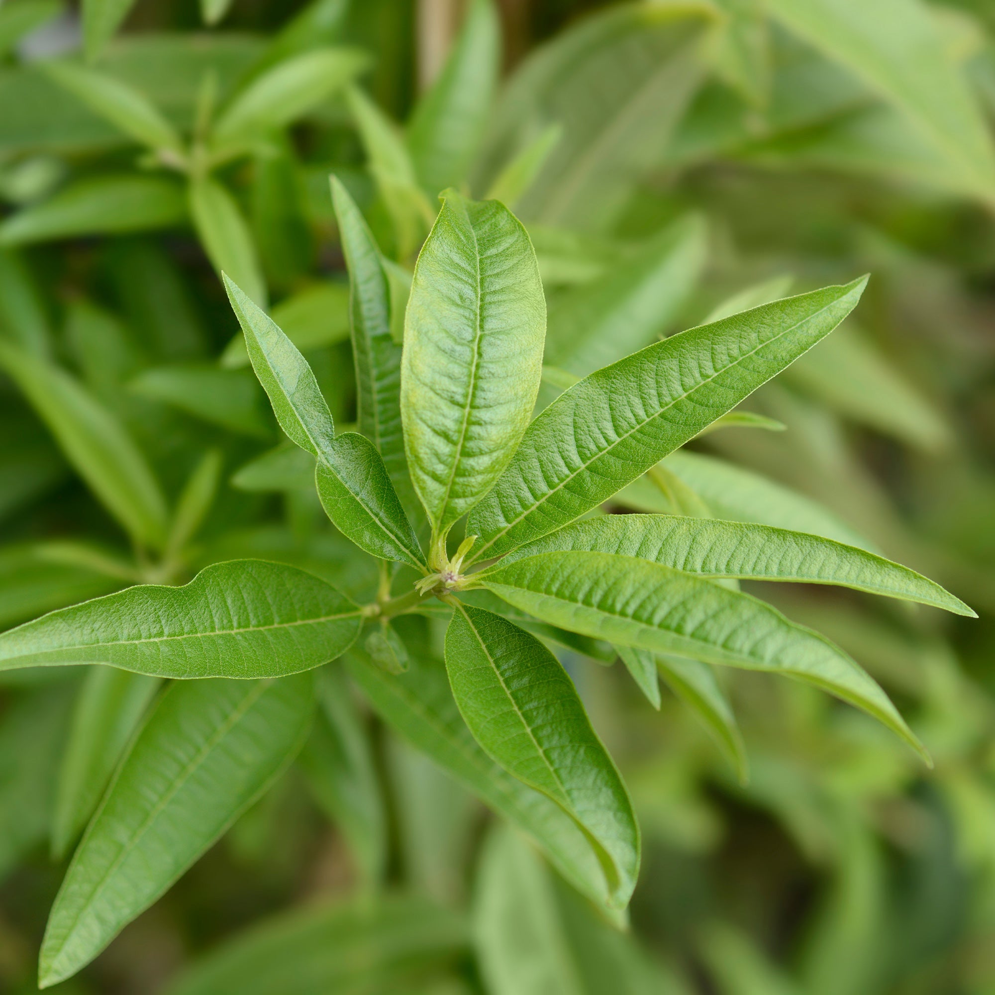 Bakker Verveine citronnelle plante vivace pot 9cm parfum citron
