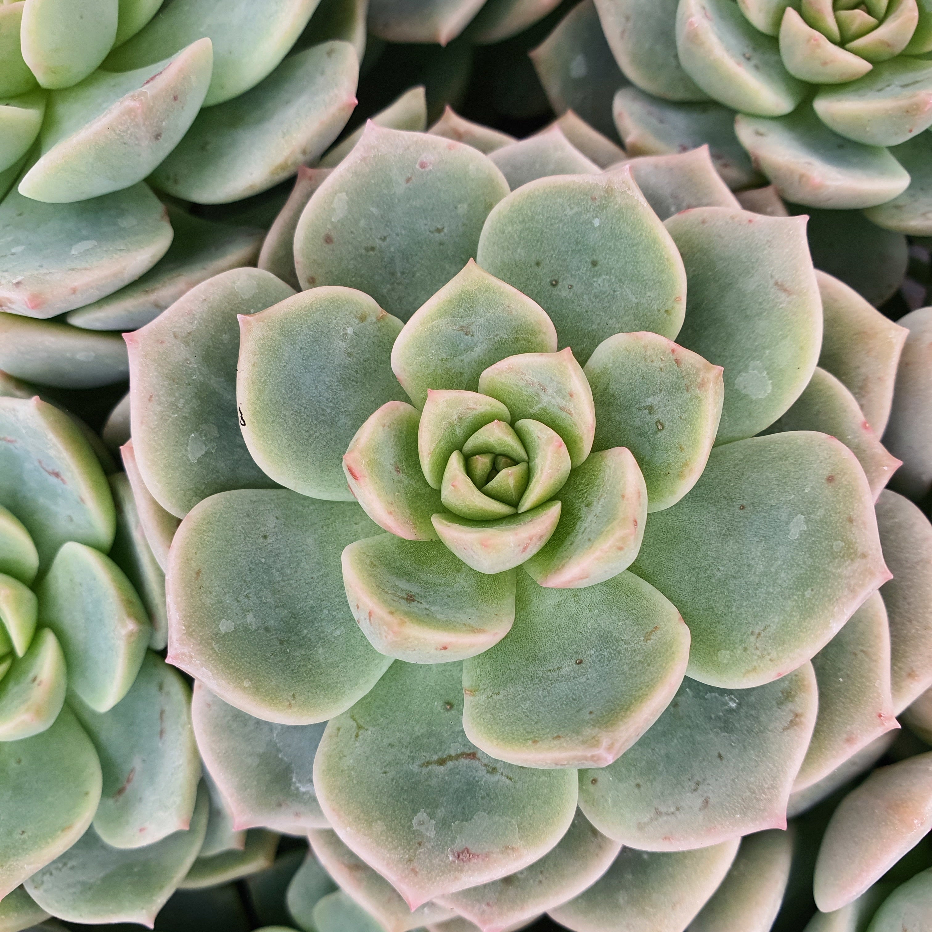 Bakker Echeveria rose succulente pot Ø 9cm soleil
