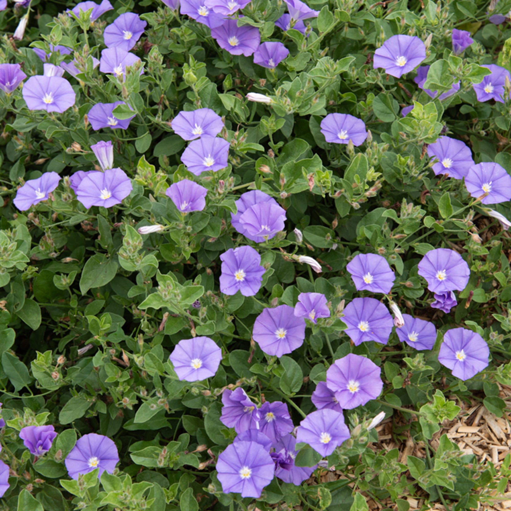 Bakker Liseron Mauritanie Deep Blue couvre-sol pot Ø9cm