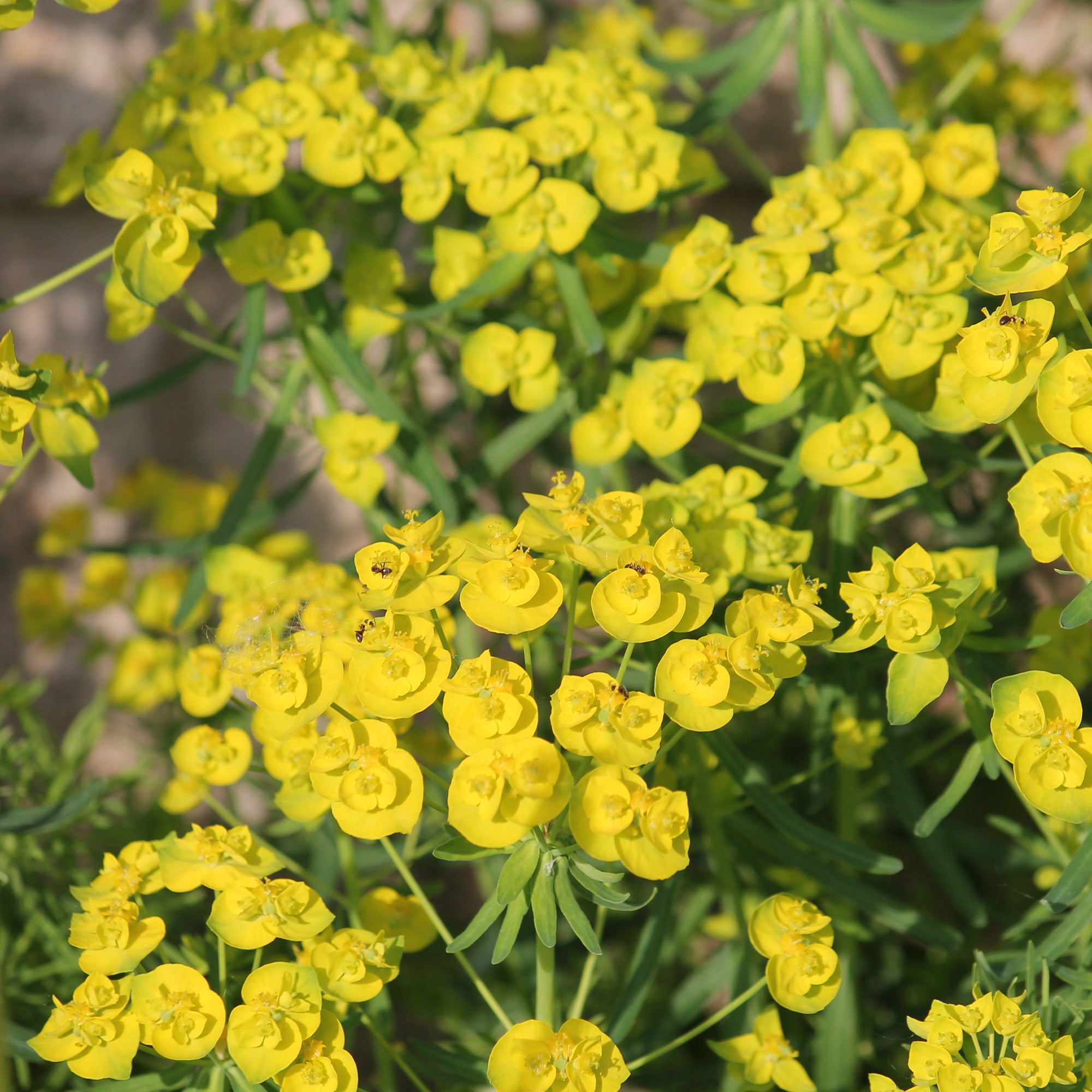 Bakker Plantes Euphorbe Waldstein Betten pot Ø 9cm jaune