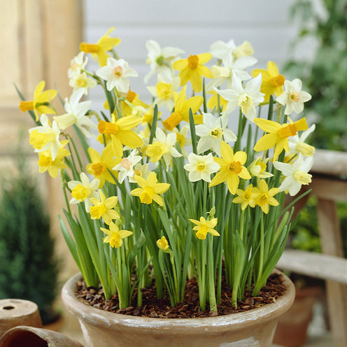 Bakker 6 Mois de Fleurs bulbes à fleurs sachet de 100 floraison 6 mois
