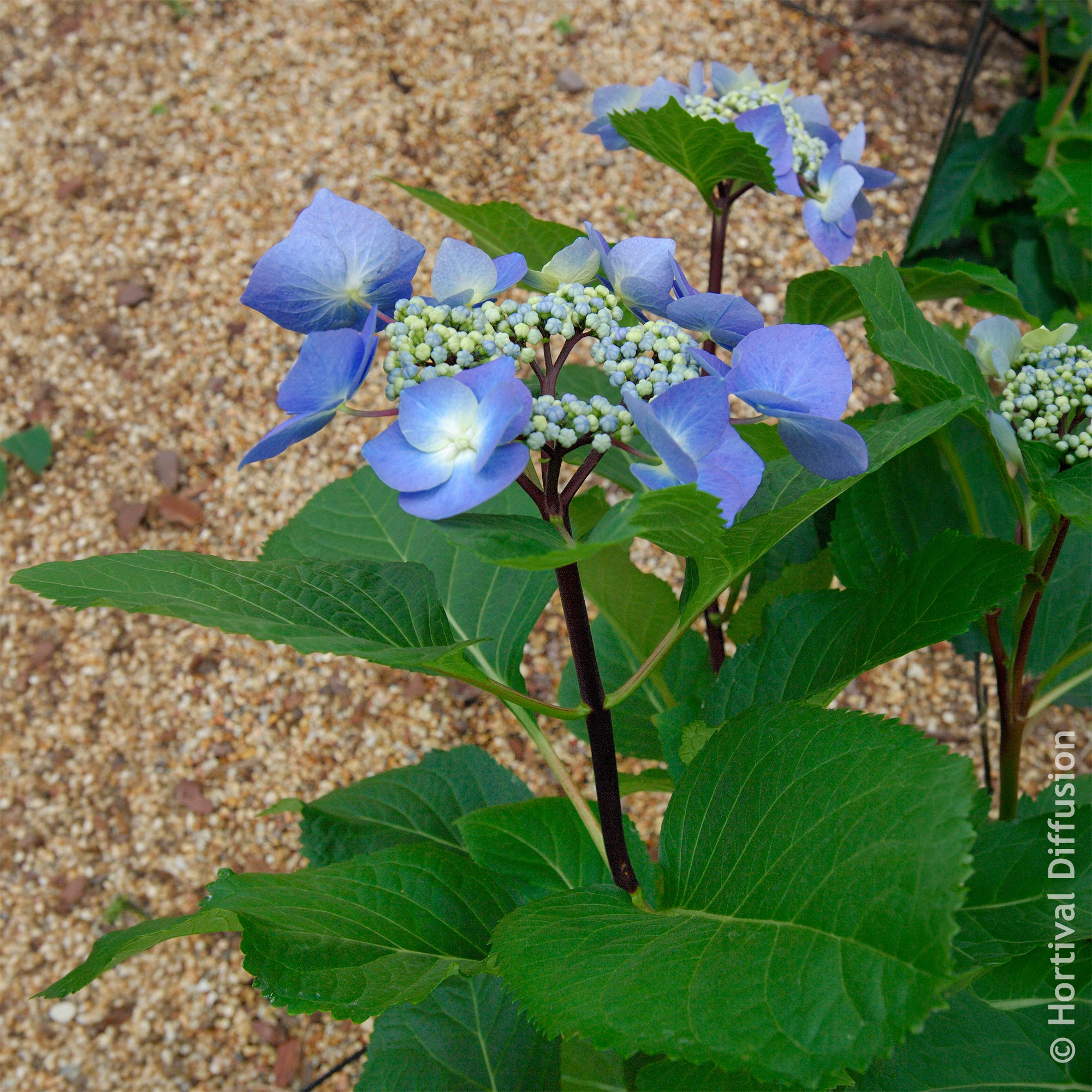 Bakker Hortensia Zorro Bleu arbuste pot 4,5L tiges rigides