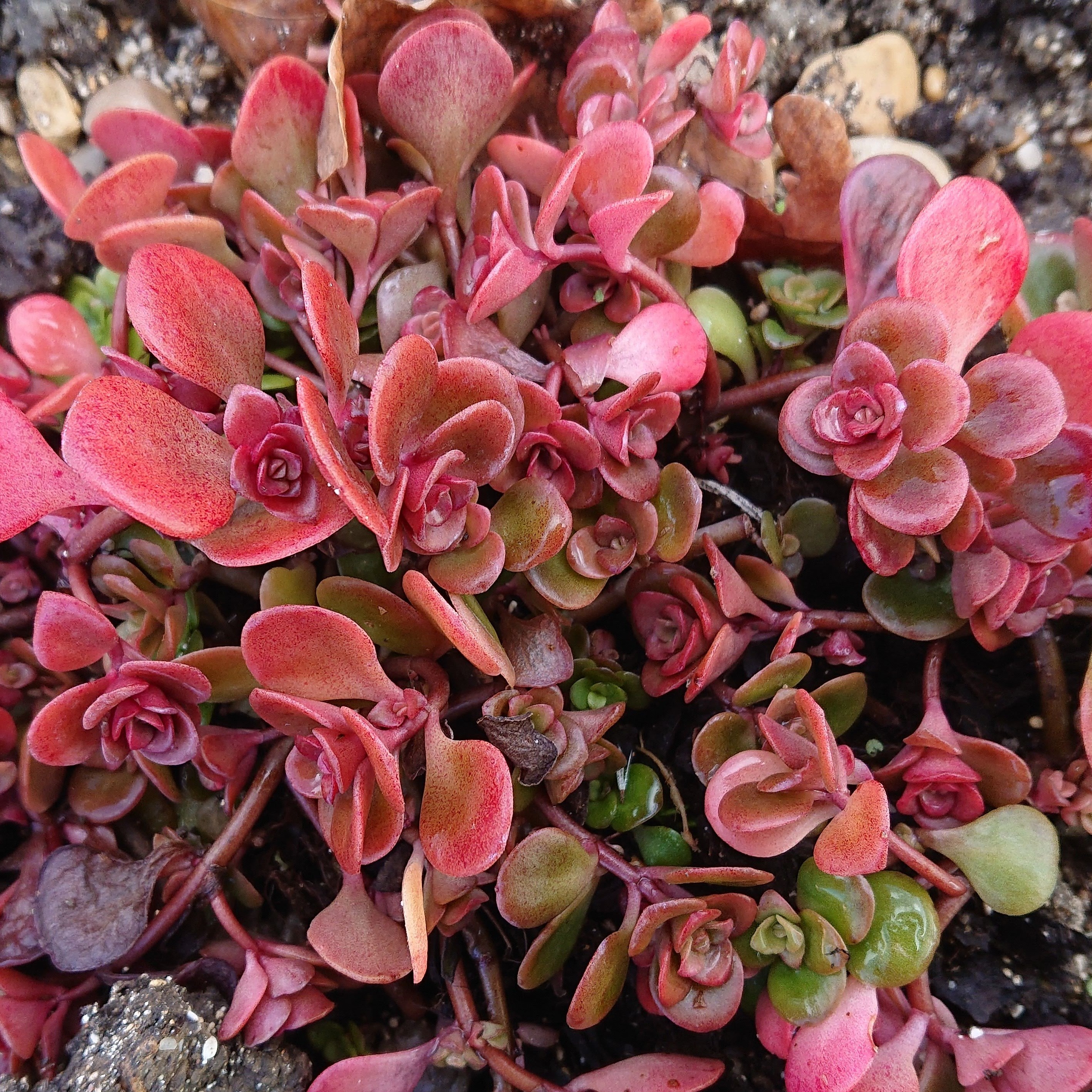 Passion Vivaces Sedum Coral Reef plante grasse pot 1L jaune