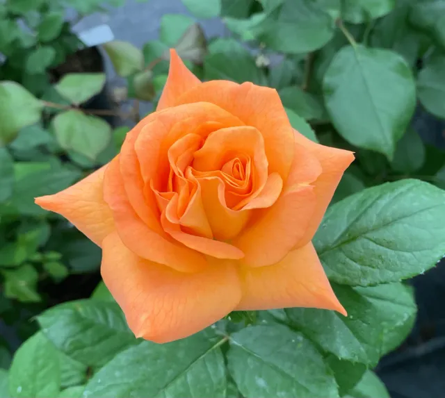 Michel Adam Chateaubriand Adacamer rosier buisson orange vigoureux