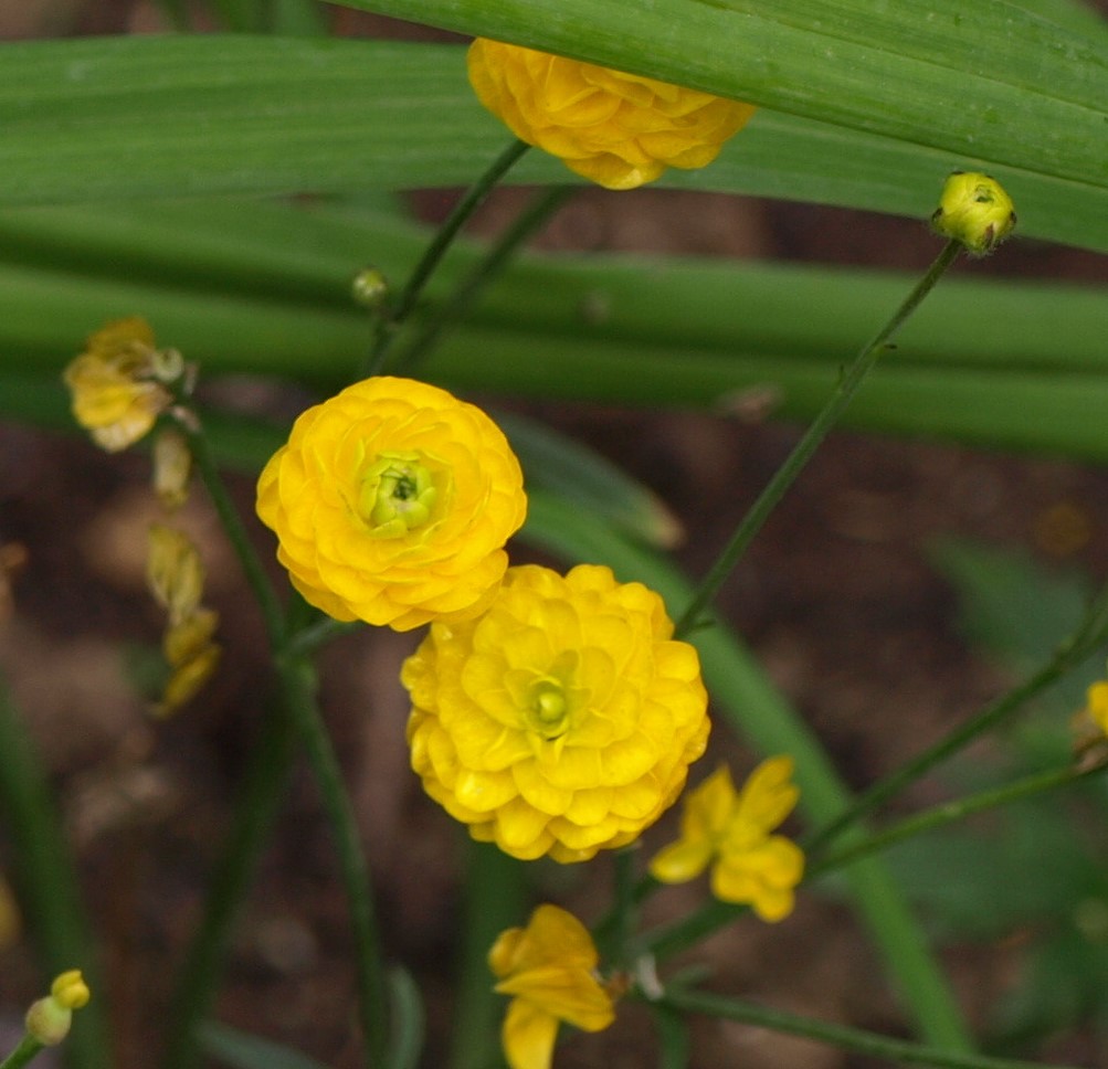 Passion Vivaces Ranunculus Multiplex renoncule pot 1L fleurs doubles