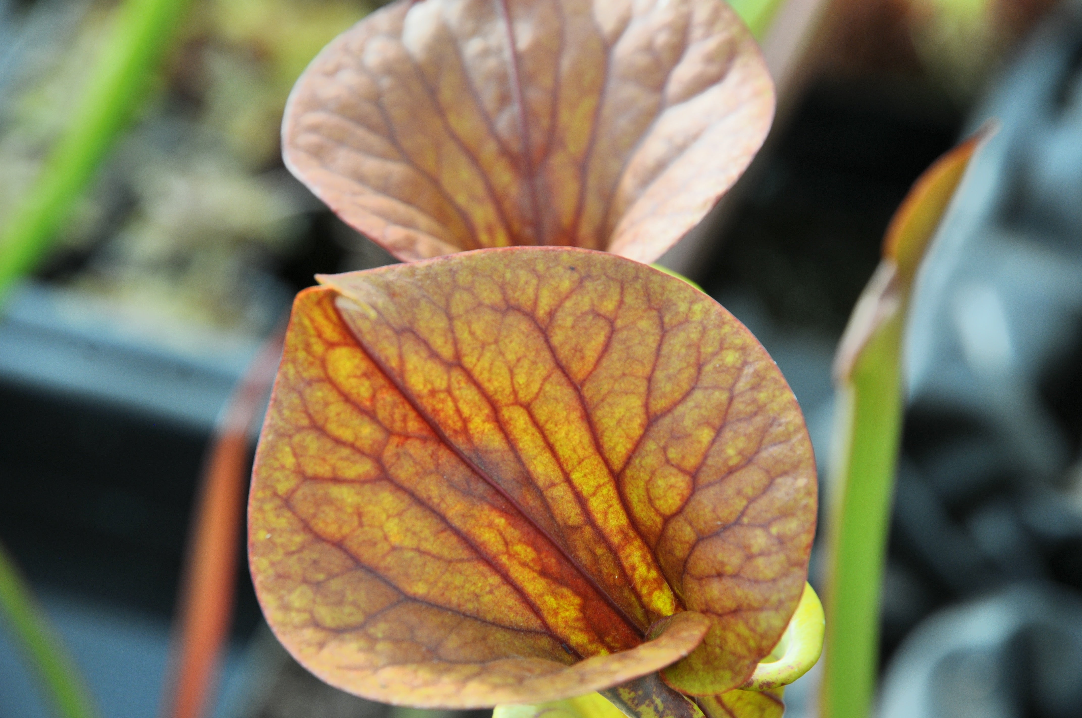 Carniflore Sarracenia flava var. cuprea plante carnivore 1 point