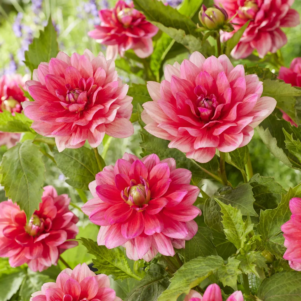 Bakker Berliner Kleene dahlia nain bulbe rose sachet 1