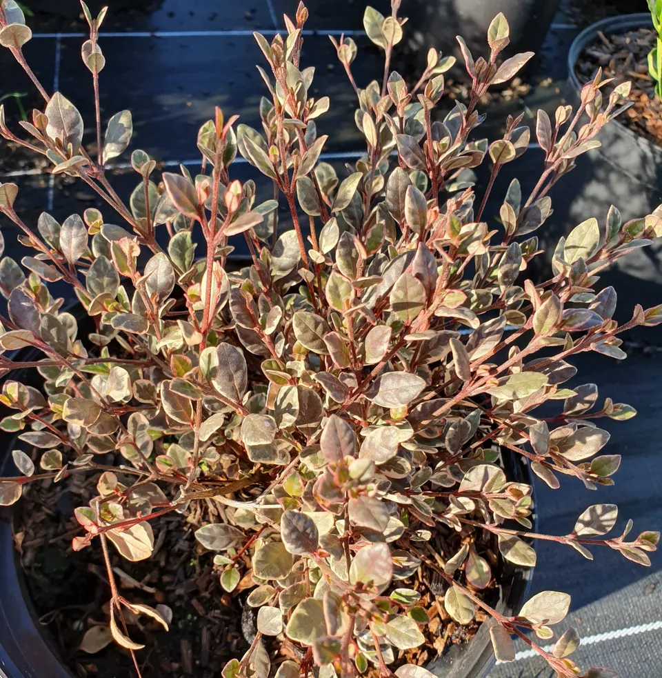 Pépinières Ripoche Lophomyrtus Magic Dragon arbuste rose