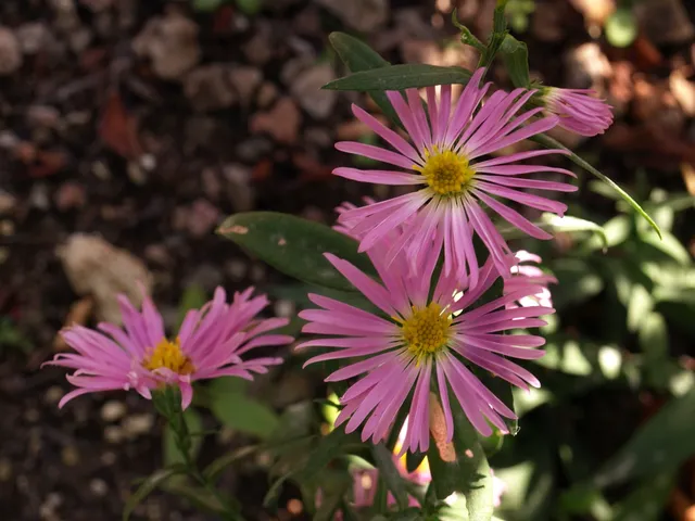 Aster novi-belgii Henriette plante vivace godet fleur rose