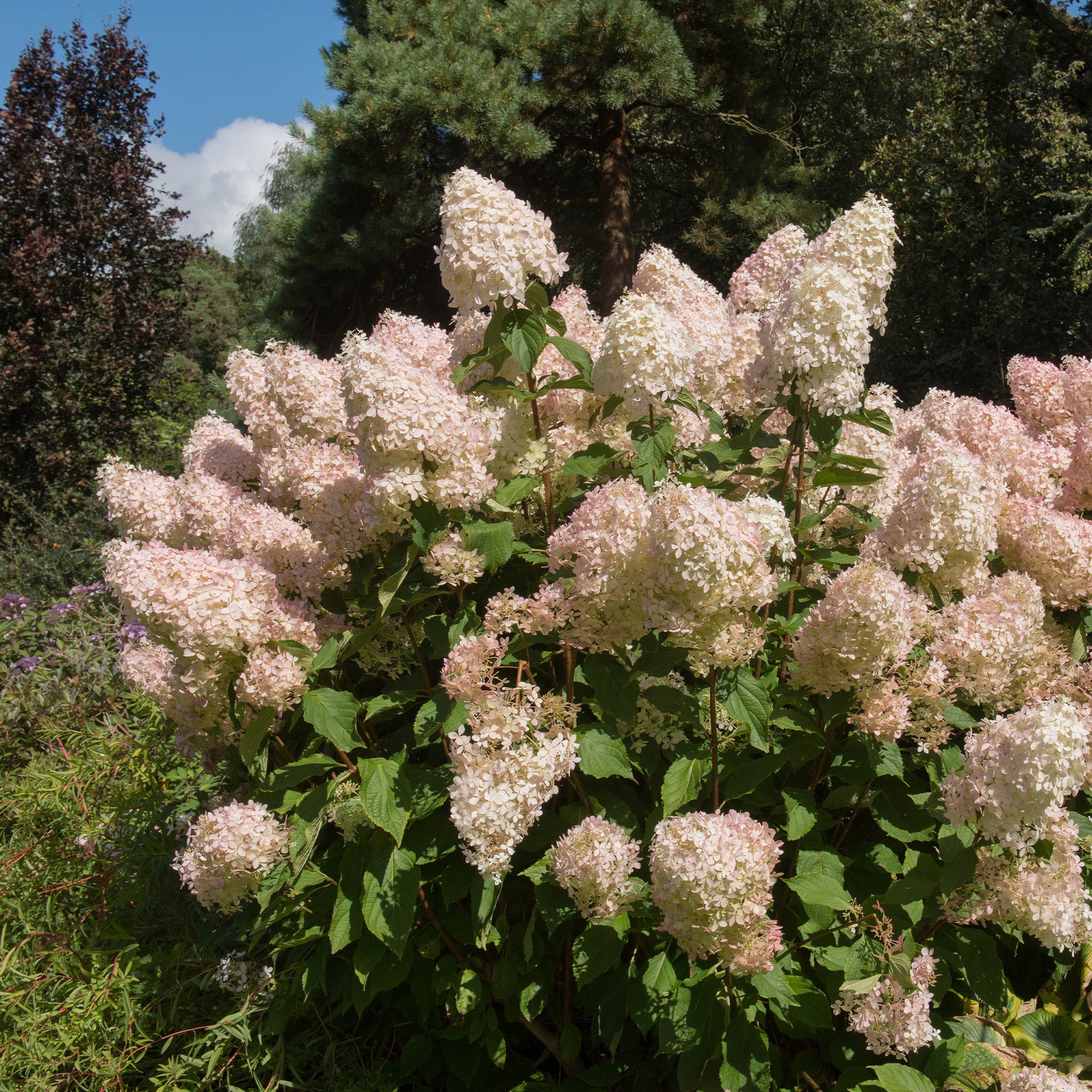 Bakker Phantom hortensia paniculé blanc crème pot 3L