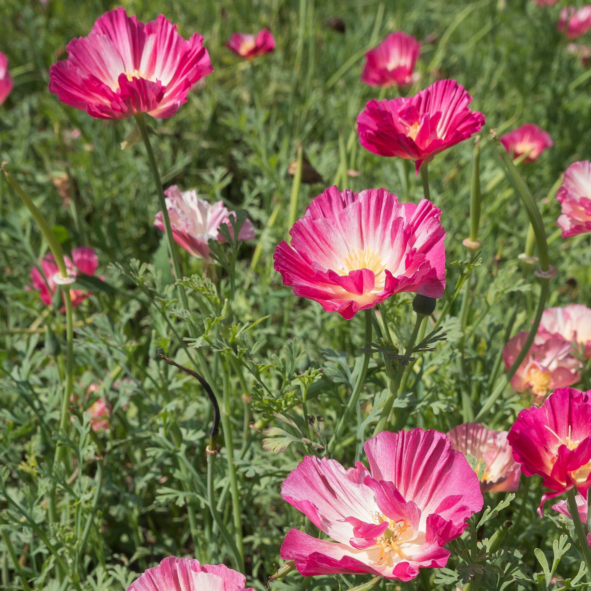 Bakker Pavot Californie Appleblossom graines 0,2g rose double