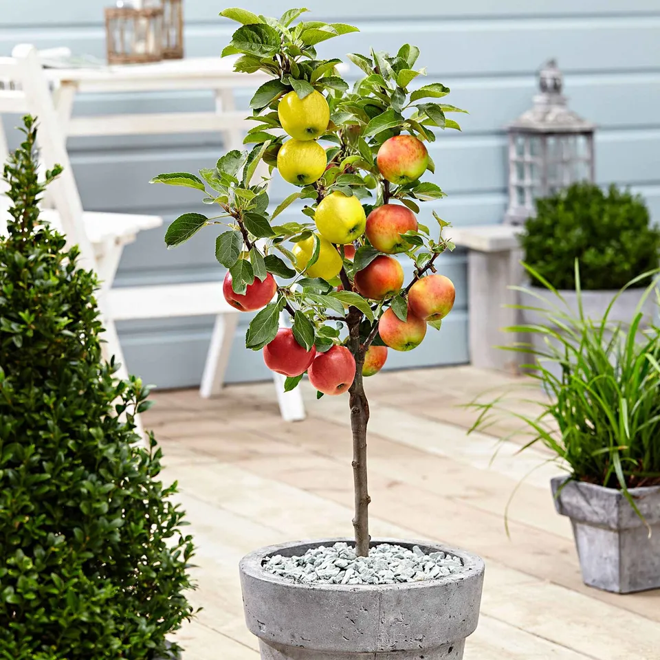 Bakker Fruitiers Pommier 3 variétés sur tige pot 2L triple greffe
