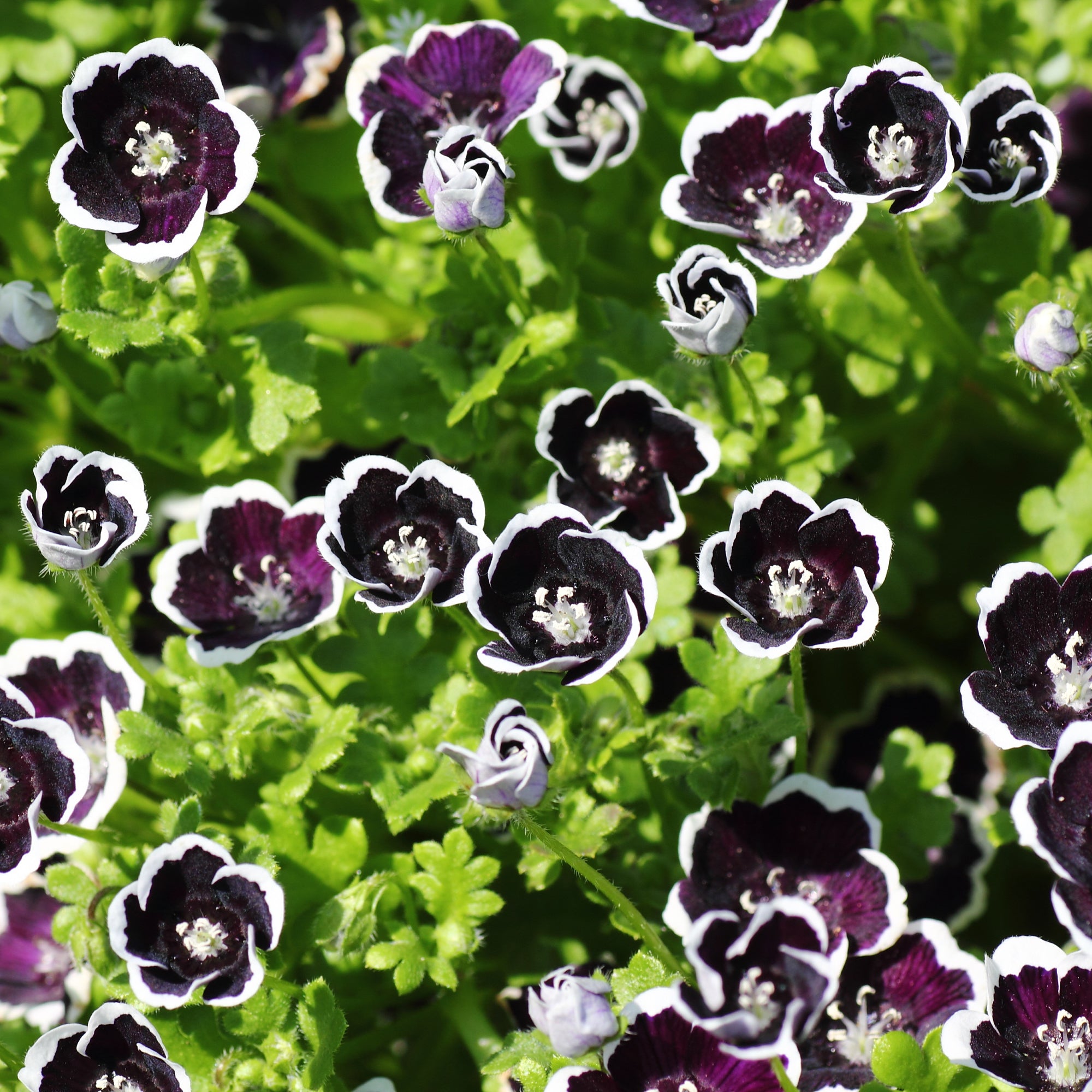 Bakker Nemophile Penny Black graines fleurs sachet 1g noire