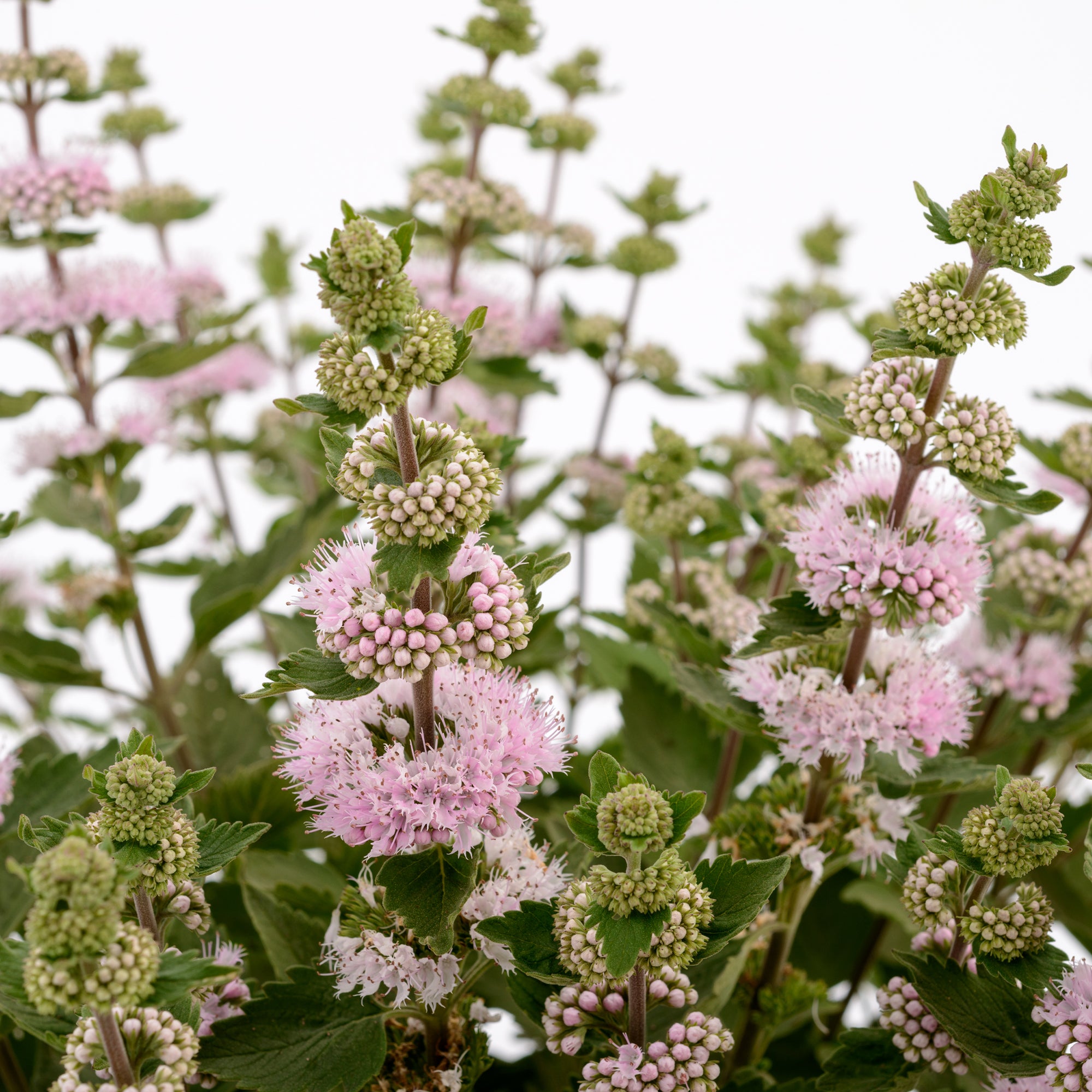 Bakker Camara Pink caryopteris arbuste pot 9cm rose