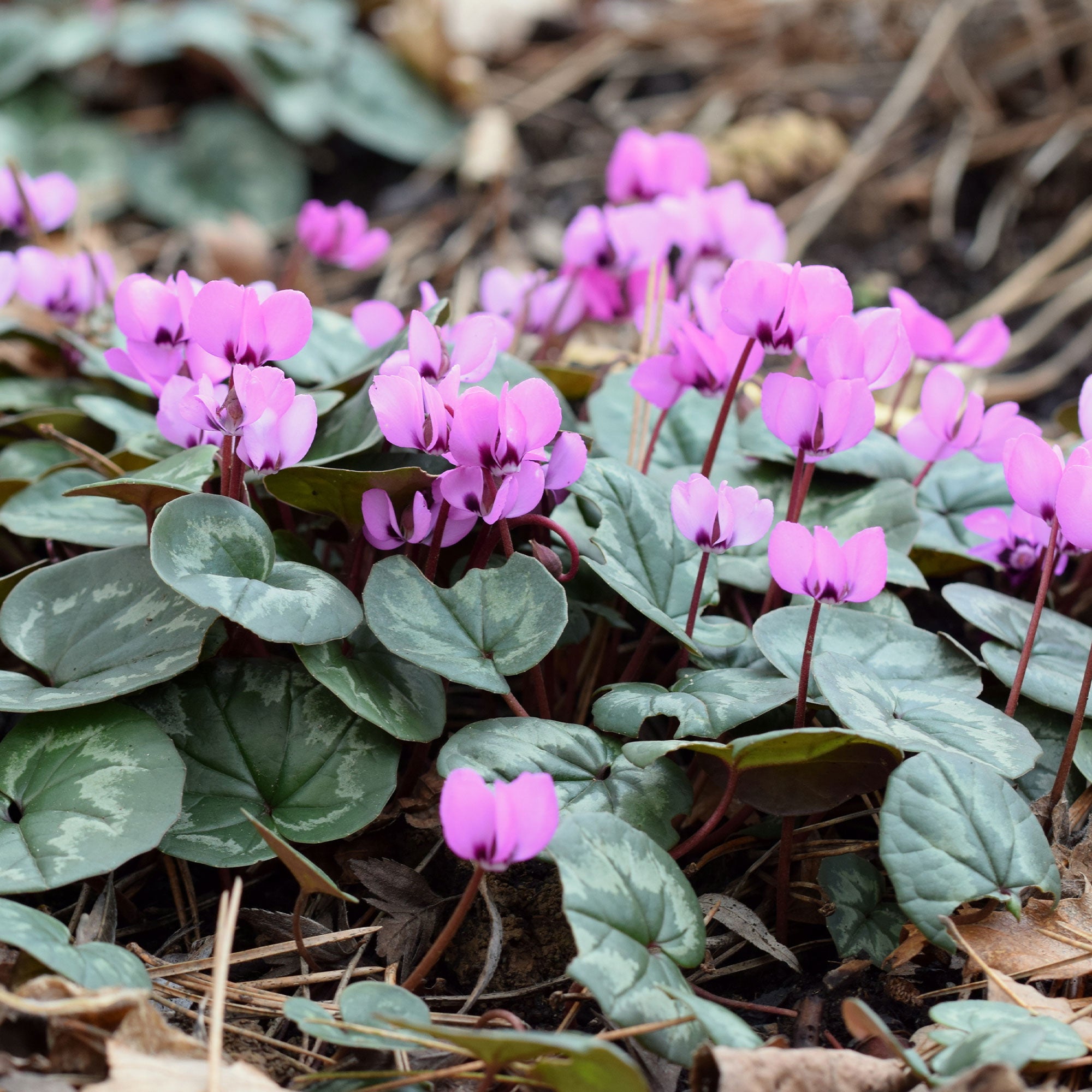Bakker Cyclamen coum Rose plante vivace pot 8cm