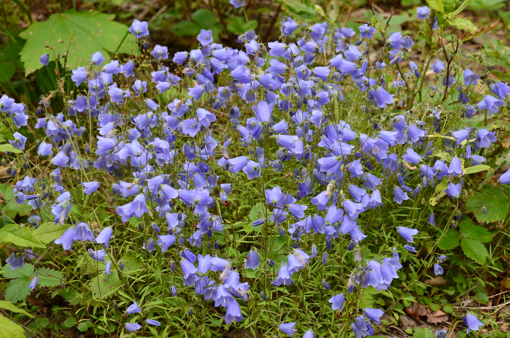 Passion Vivaces Campanula cochleariifolia campanule pot 1L bleue
