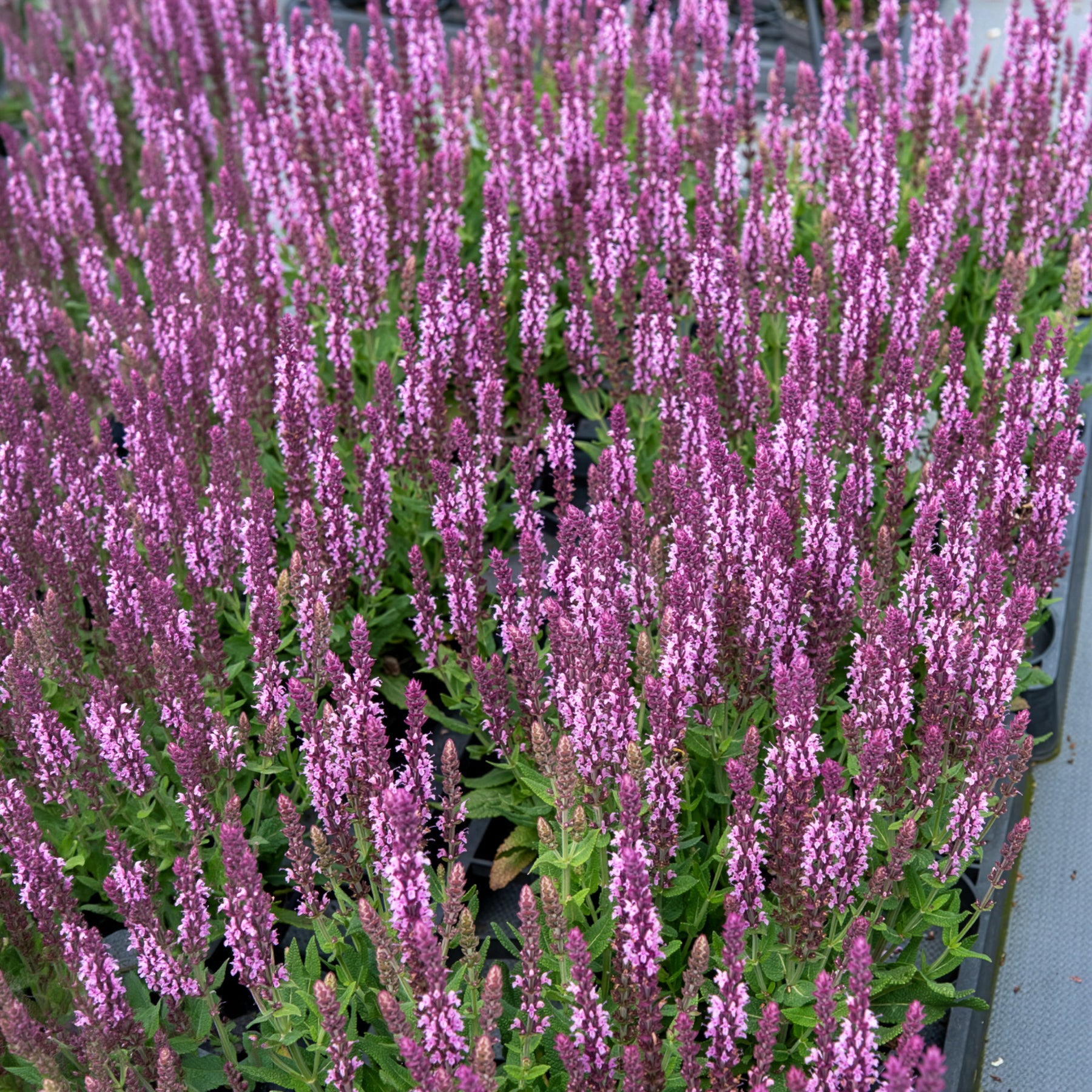 Bakker Sauge des bois Sensation Pink vivace pot Ø11cm rose