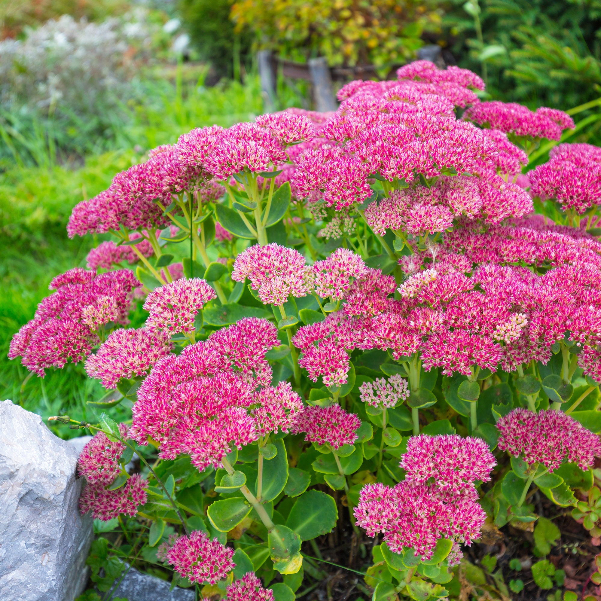 Bakker Sedum spectabile Orpin d'automne vivace rose pot 9cm