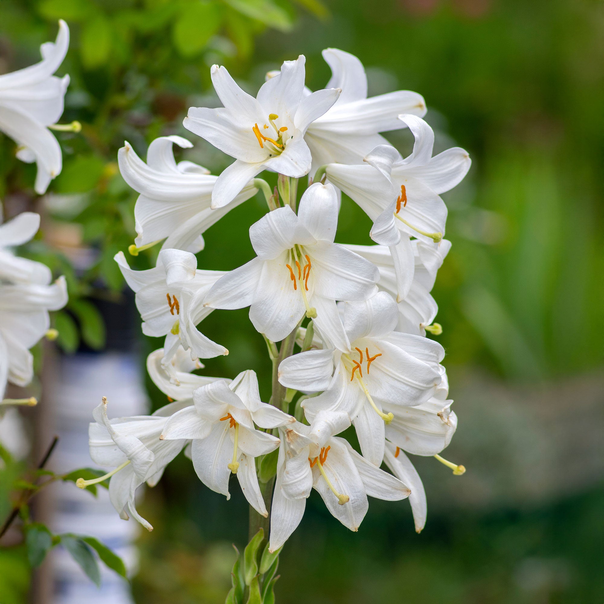 Bakker Lis de la Madone Lilium candidum bulbe sachet 2 blanc