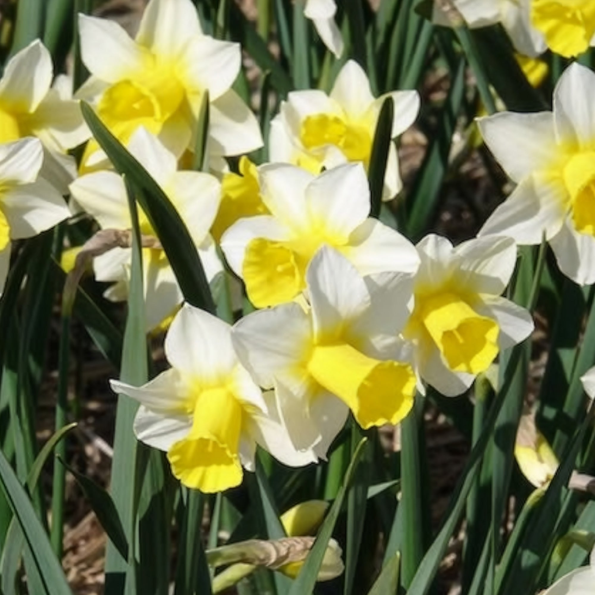 Bakker Narcisses Golden Echo bulbes 7 pièces blanc jaune