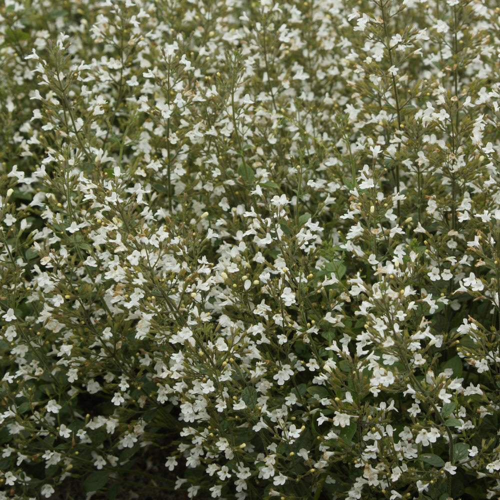 Bakker Petit calament White Cloud plante vivace pot 9cm