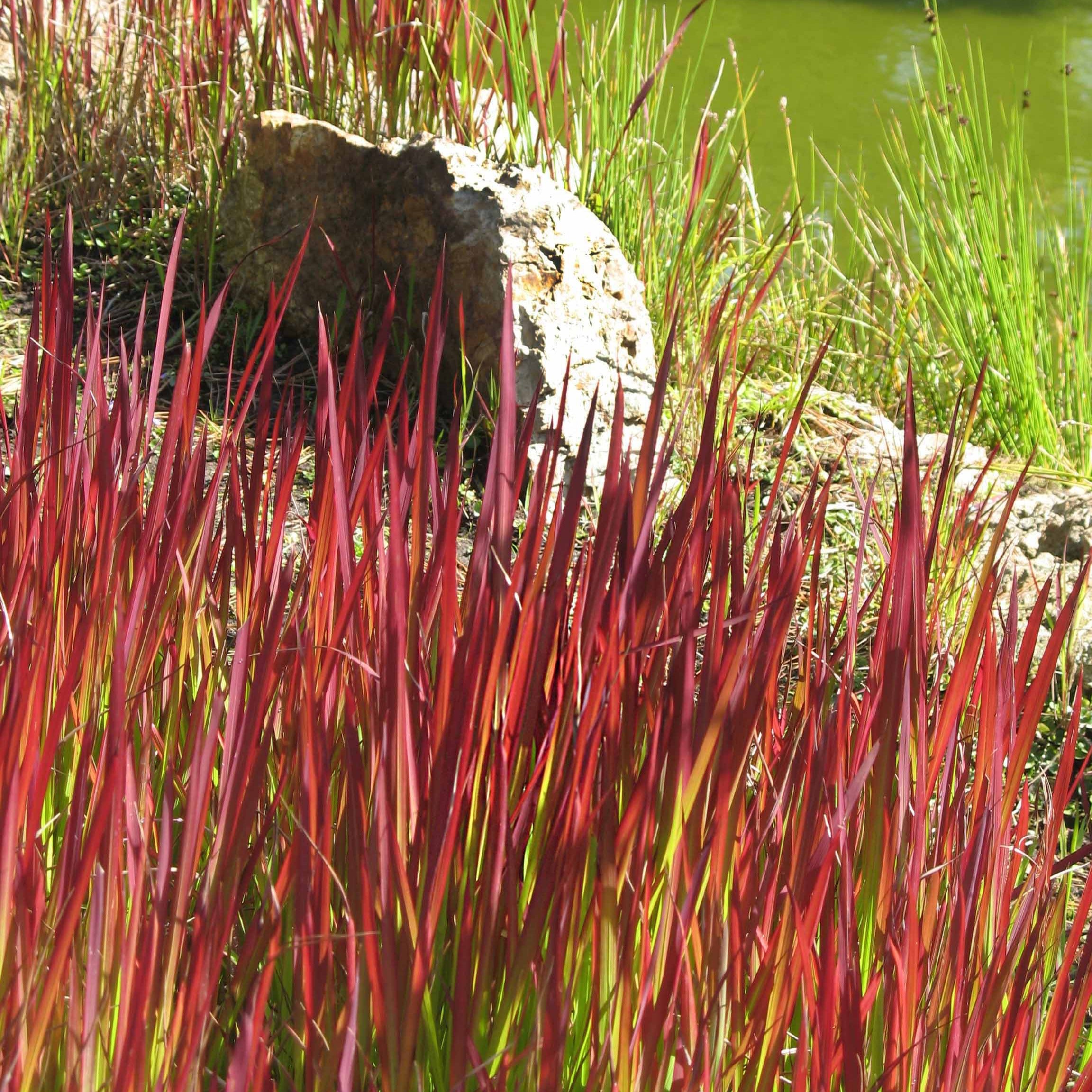 Bakker 3 Graminées colorées vivaces mélange 3 pots Ø9cm