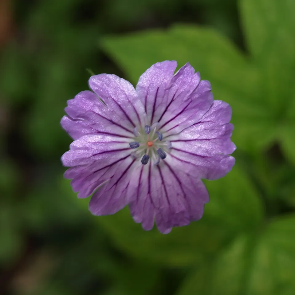 Passion Vivaces Geranium nodosum Simon couvre-sol rose