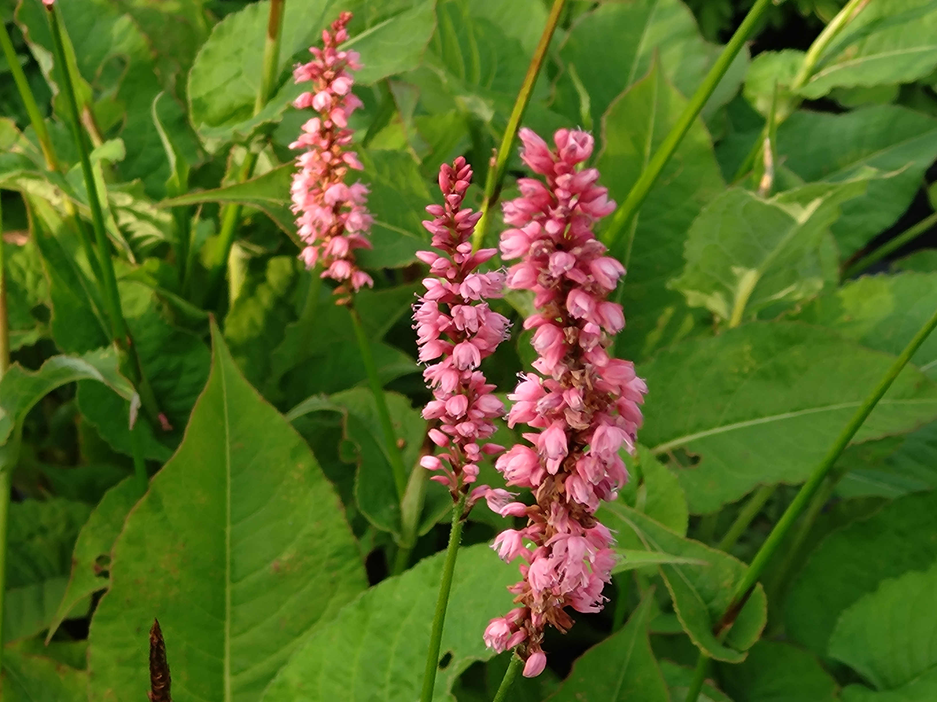 Passion Vivaces Persicaria amplexicaulis Betty Brandt plante rose godet