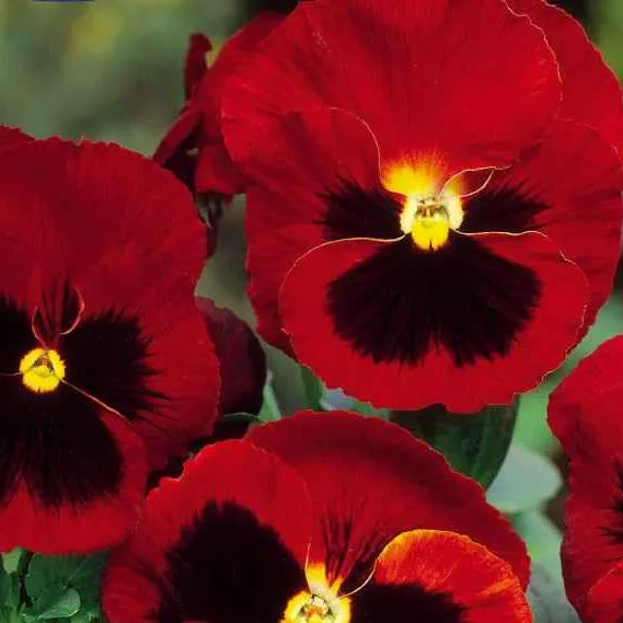 Bakker Potager Pensée géante Alpenglow graine sachet 0,2g rouge