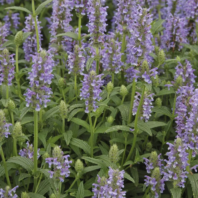 Bakker Nepeta nervosa nepeta nervurée pot 9cm bleue