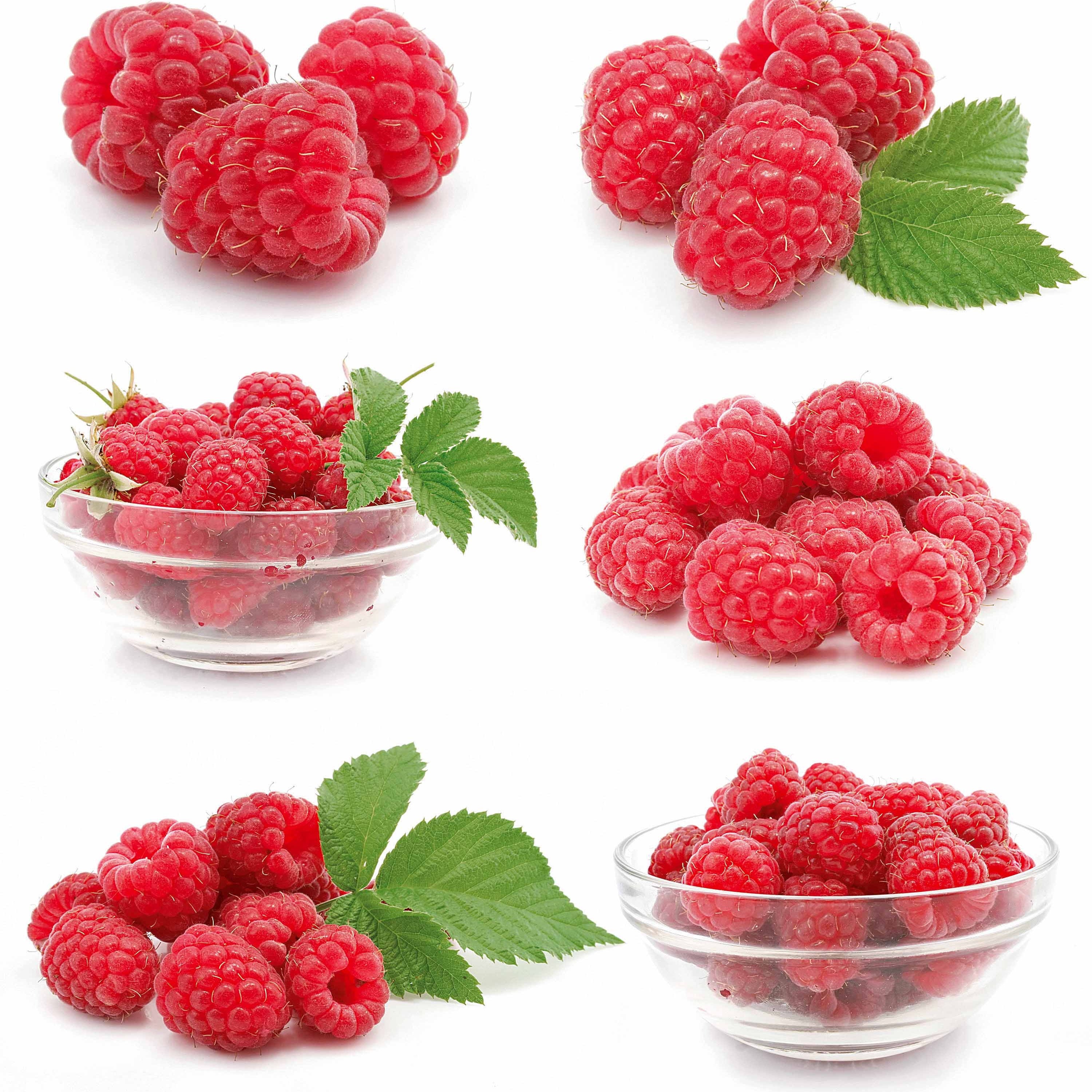 Bakker Fruitiers Framboisier Beauté rubis pot Ø 12cm compact