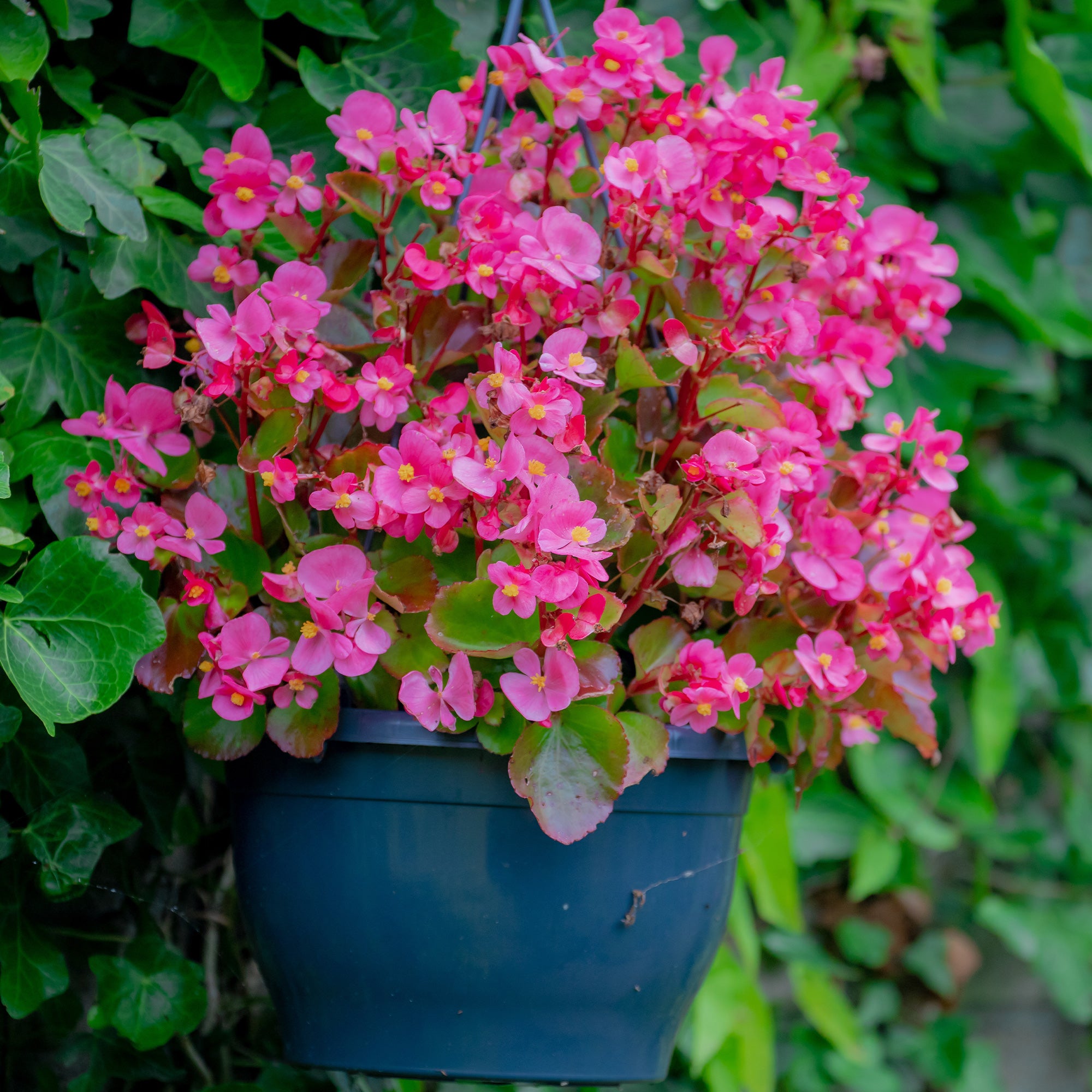 Bakker Bégonia semperflorens plante rose pot Ø10,5cm