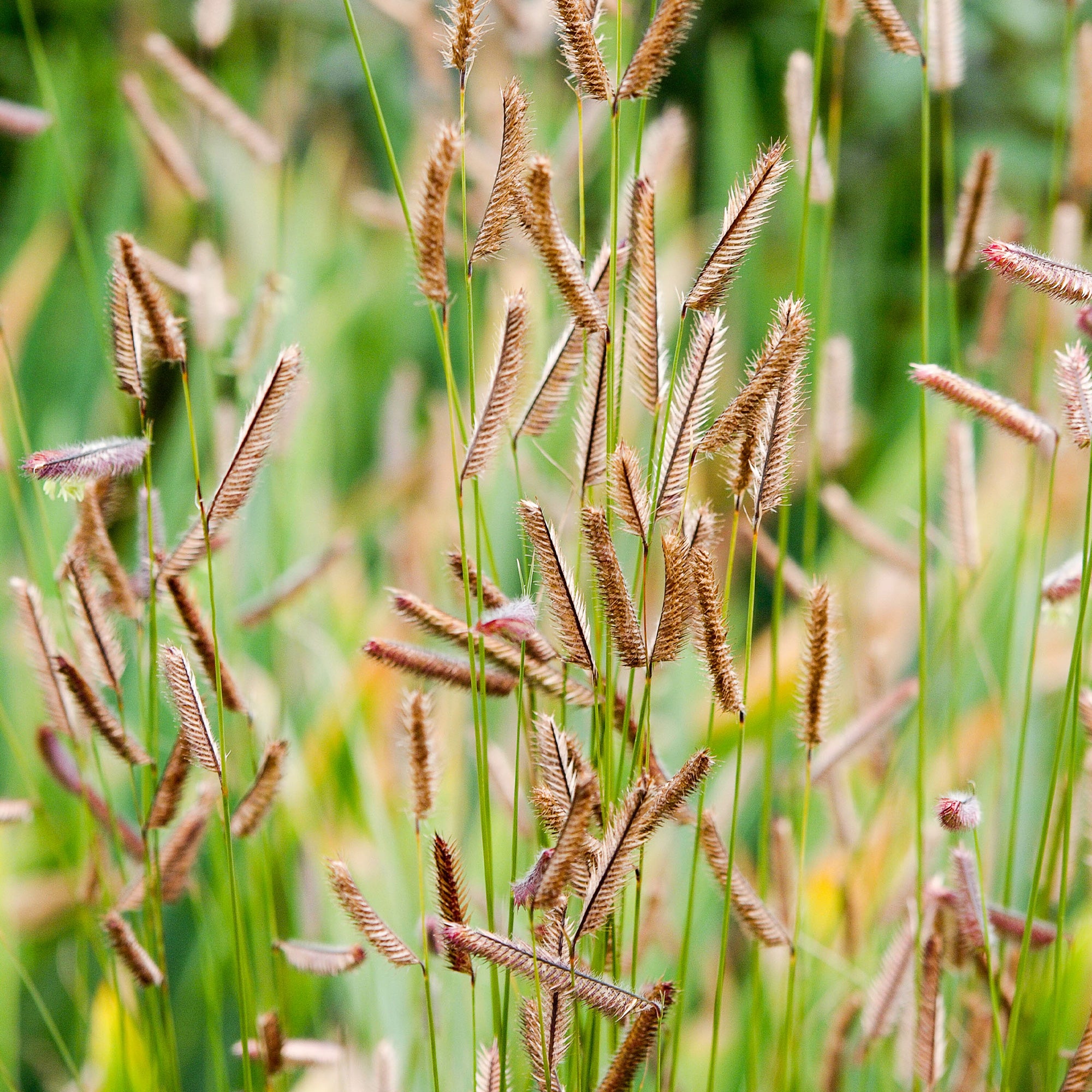 Bakker Boutelou gracieux graminée pot 9cm soleil