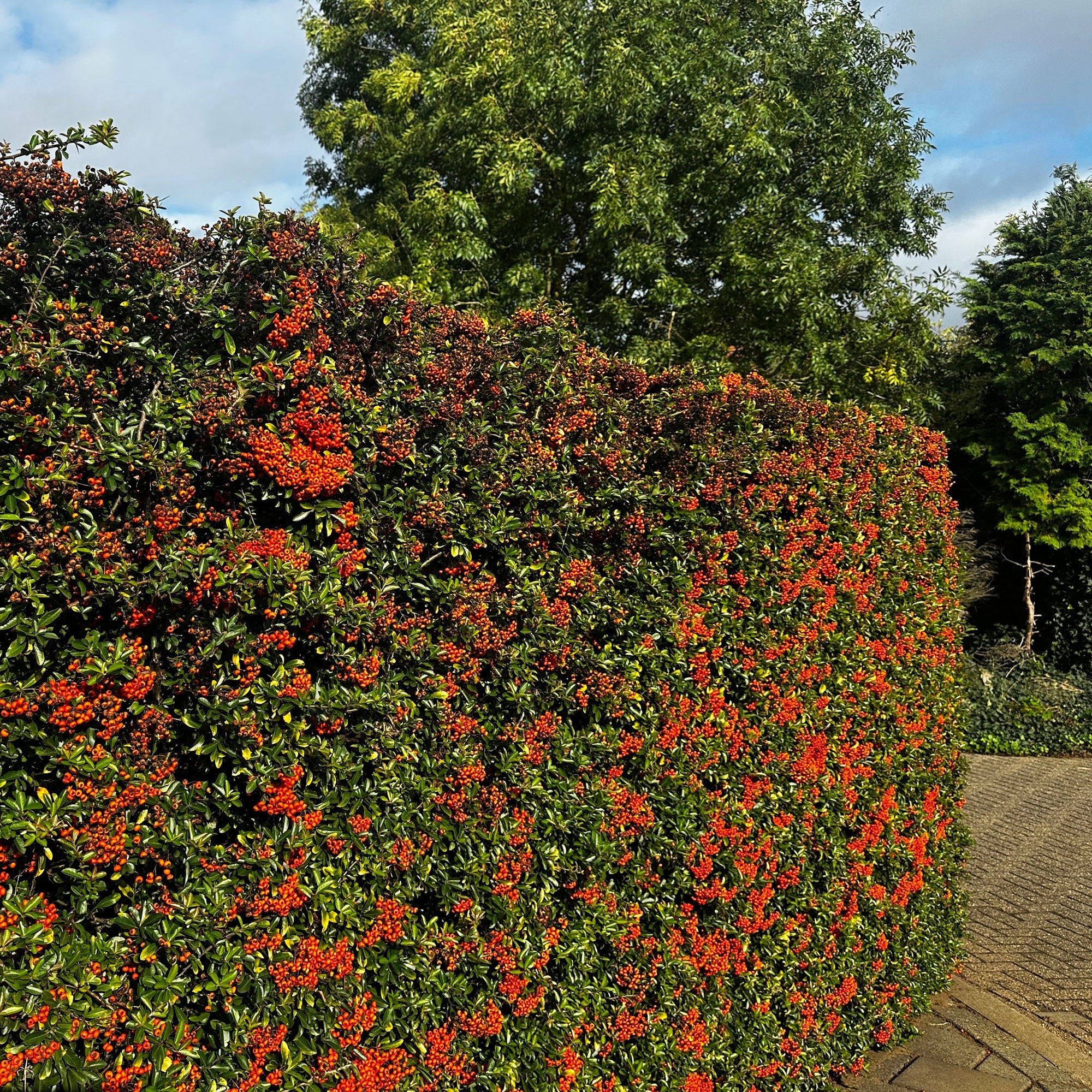 Bakker Pyracantha Saphyr Rouge buisson ardent lot 3 pots 9cm haie