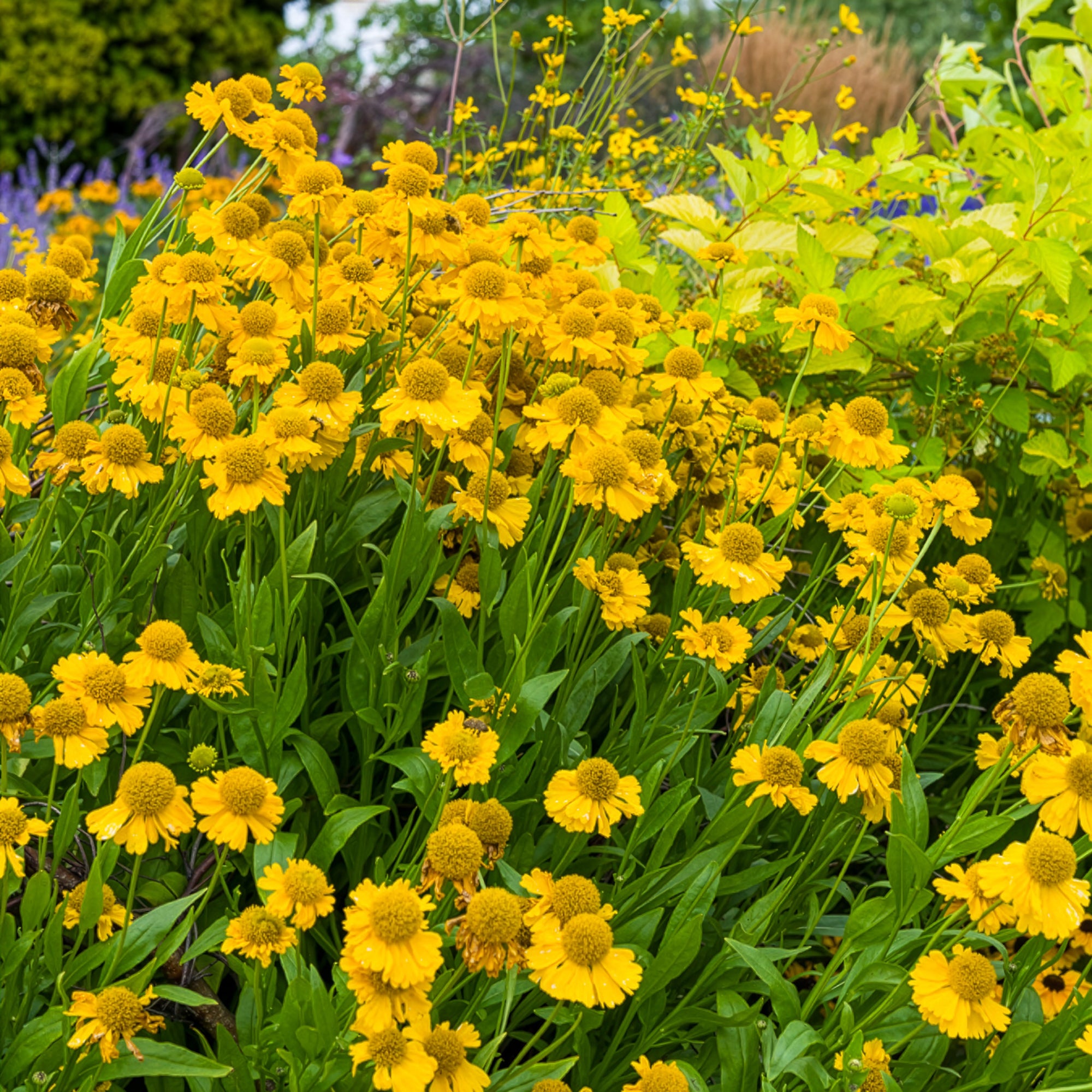 Bakker Hélénie Pumilum Magnificum vivace pot 9cm jaune