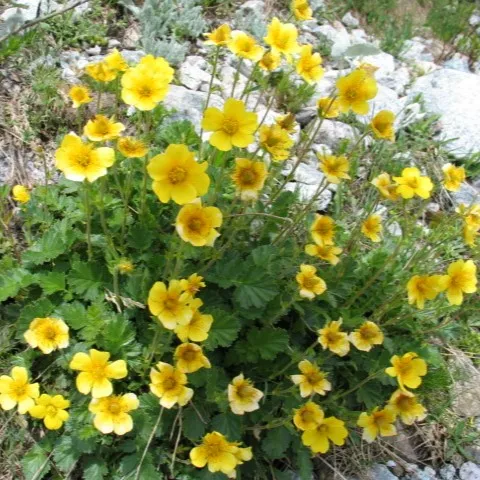 Passion Vivaces Geum Diana plante pot 1 litre jaune doré