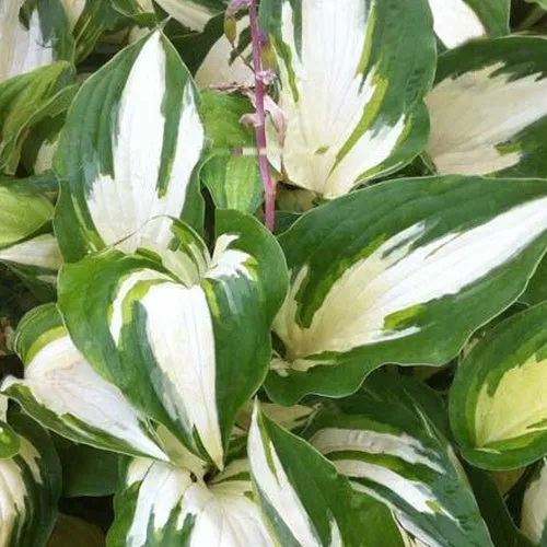 Bakker Christmas Candy hosta panaché pot 3L