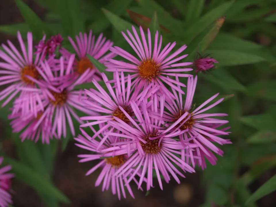 Passion Vivaces Aster Dapper Tapper vivace godet rose intense