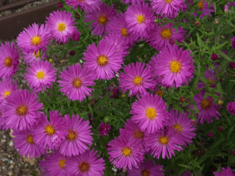 Aster dumosus Picasso plante vivace godet rose violacé