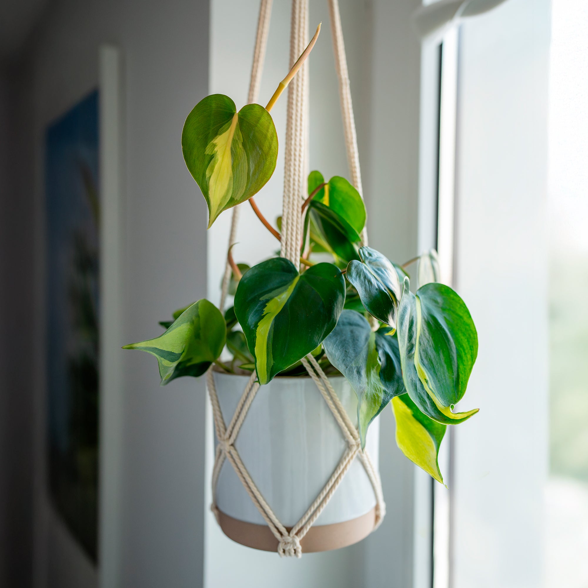 Bakker Philodendron Brasil scandens plante pot 11cm